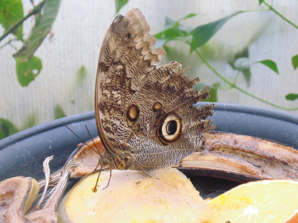 DSC03405