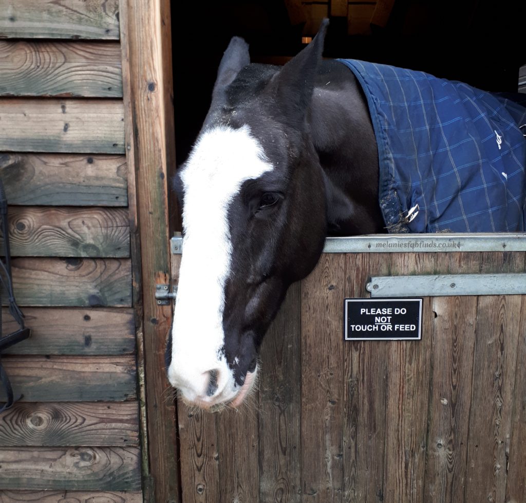 What to Consider When Buying a Horse