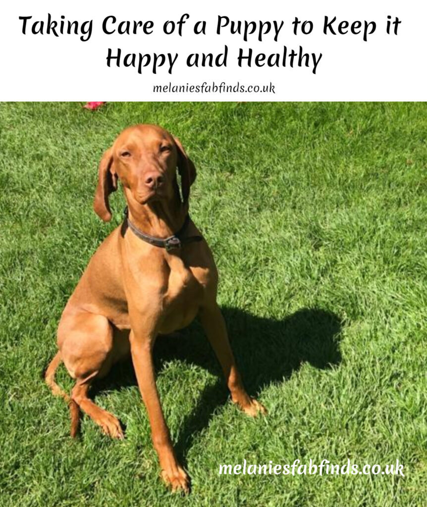 Taking Care of a Puppy to Keep it Happy and Healthy Taking Care of a Puppy to Keep it Happy and Healthy
