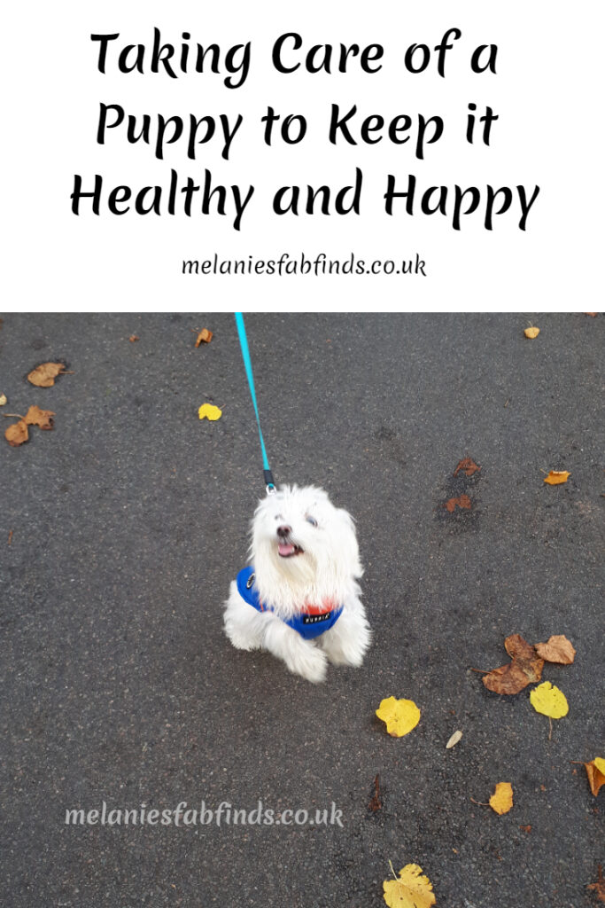 Taking Care of a Puppy to Keep it Happy and Healthy Taking Care of a Puppy to Keep it Happy and Healthy