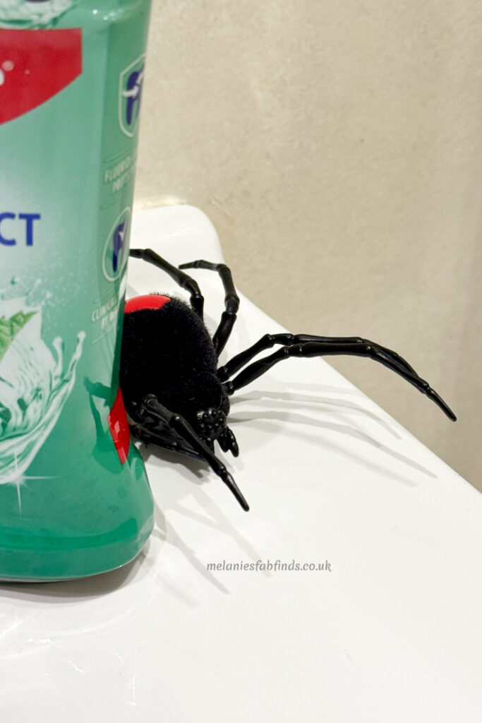 How to Get Rid of Spiders